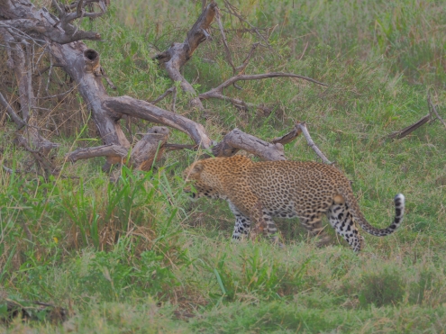 ... echte "Schleichkatze" - im hohen Gras ist der Leopard kaum zu sehen.