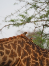 Willkommene "Mitreisende" auf dem Rücken der Giraffe: die "Madenpicker" entfernen Parasiten.