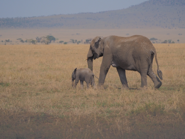 Ziemlich großer "Kleiner" - eines von vielen Elefantenkälbern, die wir sehen konnten.