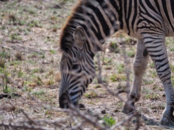 Jedes Zebra hat eine absolut individuelle Zeichnung. So wie bei uns der Fingerabdruck.