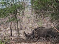 Auch das Nashorn sucht Kühlung im Gebüsch. Obwohl es so riesig ist: fast hätten wir es nicht gesehen.